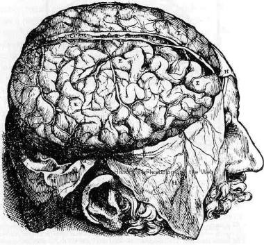Vesalius-brain